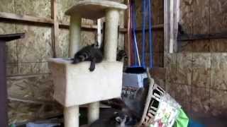 Heaven&#39;s Gate Animal Rescue 2014