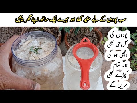 How to make liquid fertilizer for plants | khad banane ka tarika | Best homemade fertilizer.