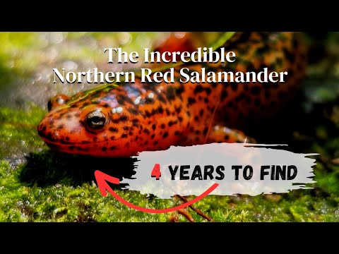 The Northern Red Salamander!!  The Ultimate Find this Year?