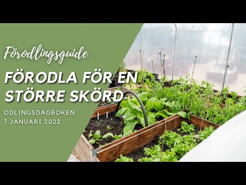 Förodla tidigt för en större skörd - Odlingsdagboken 2021-01-07