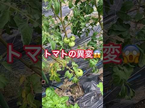トマトに穴を開ける害虫 トマトを食べる昆虫