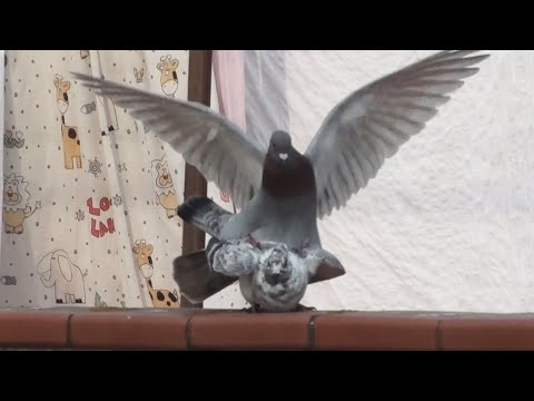 Sílvia Pérez Cruz - cucurrucucú paloma