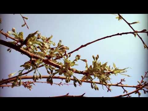 Alright /Finally (Subtitulada en castellano) Red Carpet , Kings of Tomorrow - Erick Morillo Mix