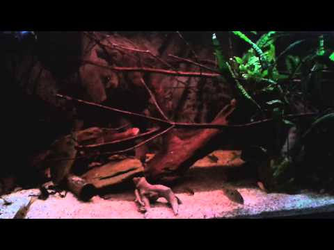 650L Südamerika Biotop