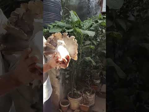 Saboor hasan pigeon loft Raisen kabutar ka shok karo dosto#shorts#kabutar#saboorhasan#pigeon