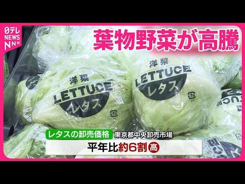 園芸 ベトナム産コリアンダー、中国バジル、ベトナム産ミント、ラウラム