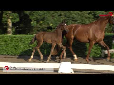 Fraisier e. For Romance II