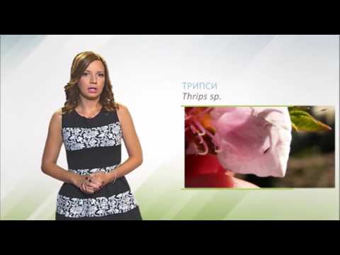 Zelena prognoza, 1.7.2016. - O tripsima