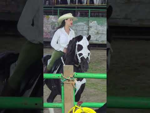 caballos fresones en Rodeo el Segoviano San Fernando Nueva Segovia