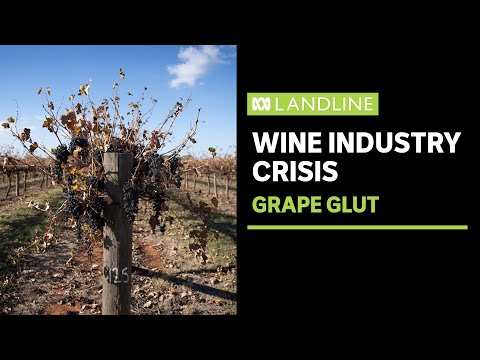 The world is drinking less wine, and decades-old vines are being torn up | ABC News