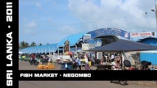 preview picture of video 'Fish Market, Negombo, Sri Lanka, 2011'