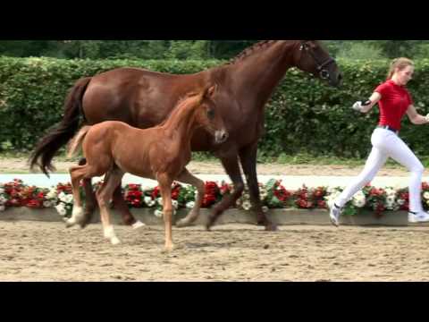 103 Valeriano Hengst v. Veneno - Donnerhall