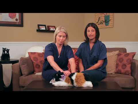 Feline Feeding Tube - Home Care