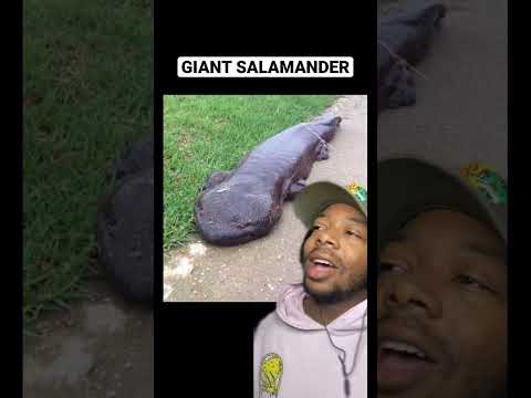 The Giant Japanese Salamander!
