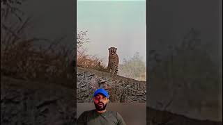 Gavião foi no Leopardo 😱