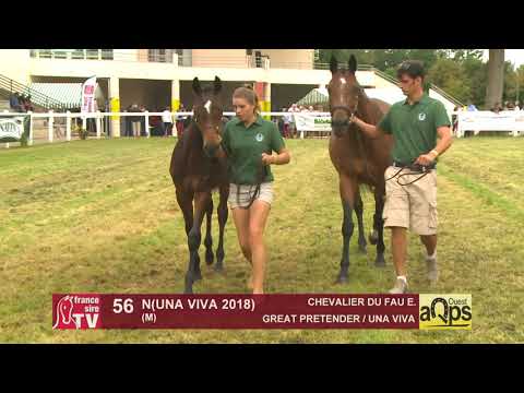 Show AQPS Ouest 2018 : Lot 56 - N (UNA VIVA 2018)