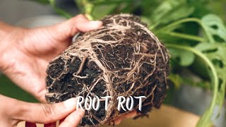 Root Rot - Symptoms | Causes | Treatment | Prevention