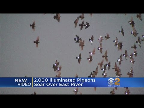 Pigeons Soar Over East River