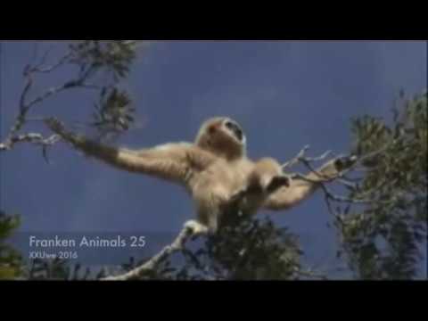 XXUwe - FRANKEN ANIMALS 25