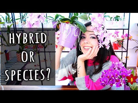 How to tell Orchid Species from Hybrids? - Know what you buy!