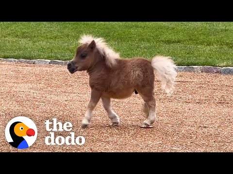 Horse Is Smaller Than His Golden Retriever Siblings | The Dodo