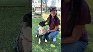 Video preview image #1 American Pit Bull Terrier Puppy For Sale in Pasadena, CA, USA