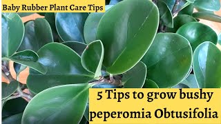 How to grow a bushy Peperomia Obtusifolia plant