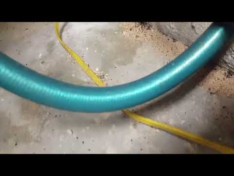 Ants Break Into Basement in Neptune, NJ