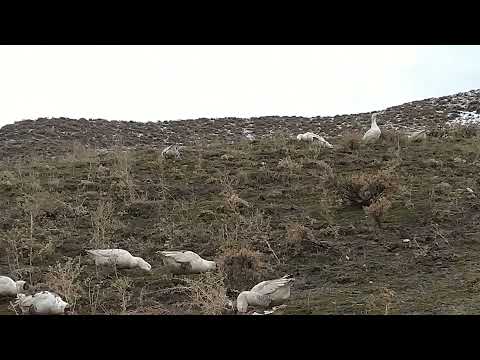 Dengbej H Xosrof  Dilbere