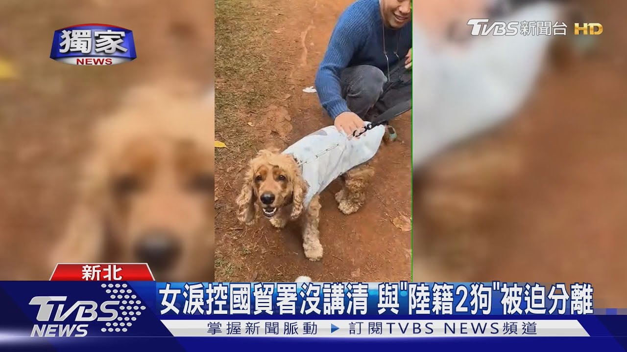 被刁難?女淚控:2愛犬檢疫都過只因「大陸出生」難回台