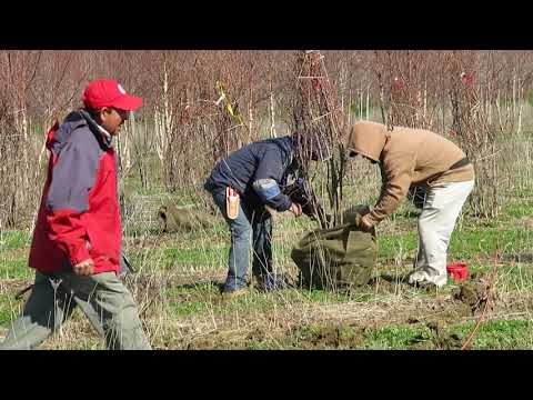 VIDEO of digging AMEL LAMARCKII CLUMP SERVICEBERRY on 200403