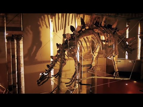 Exploring the Museum’s Most Priceless & Mysterious Treasures (4K Documentary)