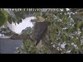 Do Eagles Yawn Surrey Reserve