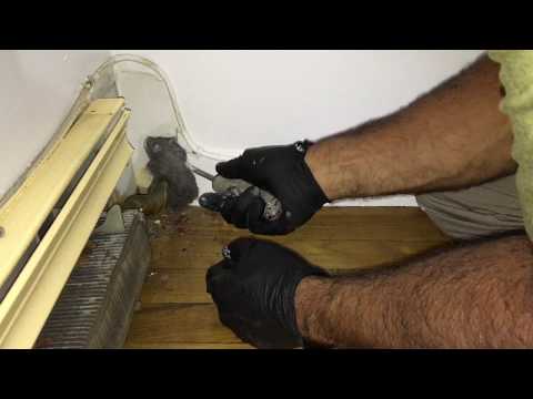 How to seal mouse openings