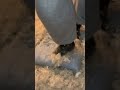 Feather Pillow Destroyed Federkissen Aufgerissen
