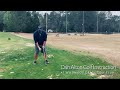 How to Release the Golf Club by Folding it Thru - Instead of Pulling it PART 2 (Face On)
