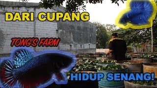 Download lagu LEARN TO BREED FIGHTING BETTA FISH AT TONG FIGHTER FARM mp3