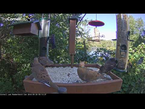Cornell Lab FeederWatch Cam Bustling On Beautiful Autumn Morning – Sept 24, 2018