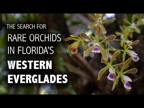 Auf der Suche nach Orchideen in den westlichen Everglades | Sumpfwanderung + Kajak durch den Faka...
