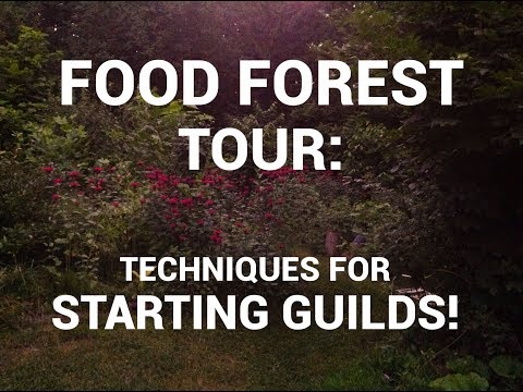 Food Forest tour: No-till Establishment Techniques