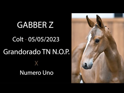 Gabber Z (Grandorado TN x Numero Uno)