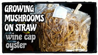 How to Grow Mushrooms Indoors on straw | Wine Cap and Oyster Mushrooms (RE: Silver Tree)