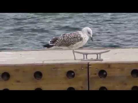 mugnaiaccio? a Domaso (CO) - 27/08/2013