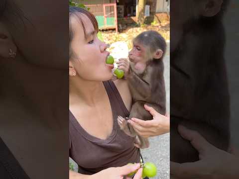 The monkey jumped up to join its mother in eating delicious, fresh fruit.