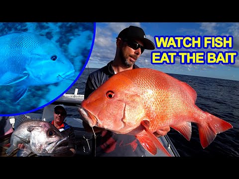 WATCH FISH EAT THE BAIT & GET HOOKED | Red Emperor, Pearl Perch, Barcod & Reefies off FRASER ISLAND