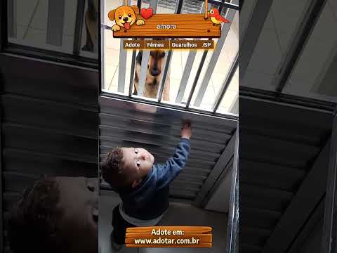 Vídeo de amora
