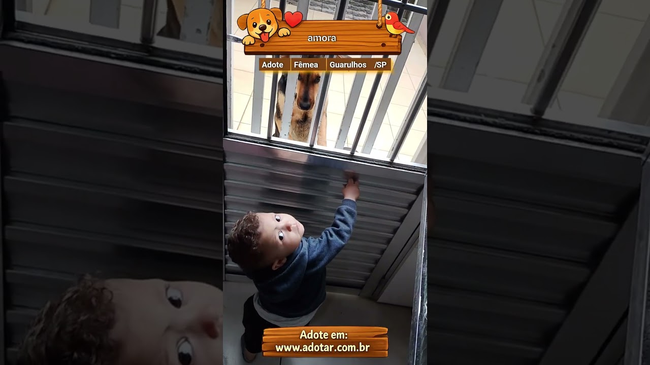 Cachorro raça SRD-ViraLata idade 7 a 11 meses nome amora