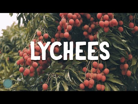 How to Grow ~ Lychee