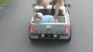 Download lagu Dubbing video monyet Amel dan Iqbal mp3