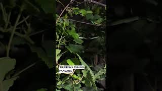 Download lagu CHECK WHETHER TENDERS SHOULD BE DISCARDED #pottedplant #fruitinggrapes #grapecare mp3